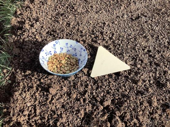 A small bowl of dried fava beans and a paper triangle for measuring the planting distance between seeds. These are both lying on a bare garden bed.