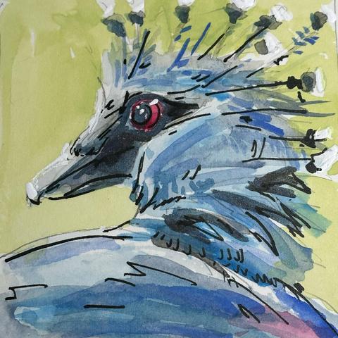Blue bird with feathers that stick up in an interesting crown shape looks over its shoulder at you with its ruby red eye.