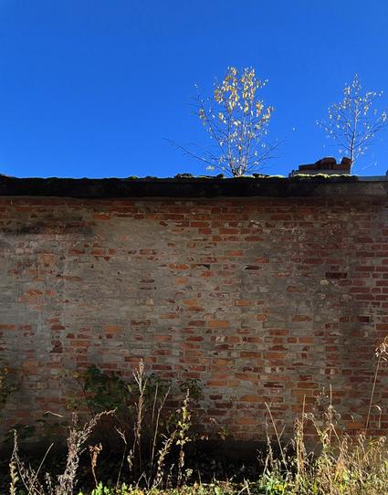 Two small birch trees are growing on the moss-covered roof of a shed with a brick wall. 
The title refers to the song: "Ain't no mountain high enough"