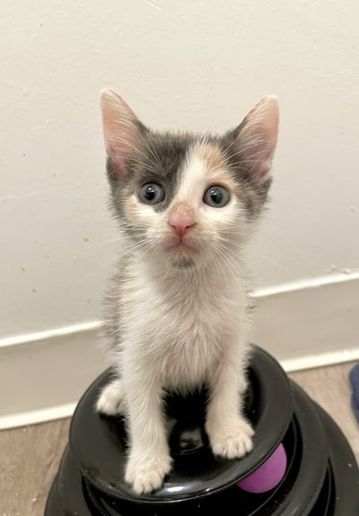 Clove, a small calico kitten, with wide eyes