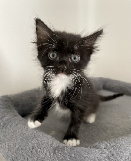 Lucy, a small tuxedo kitten with wild white whiskers