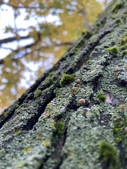 A tree trunk covered in gray and yellow lichen and thick green tufts of moss, sprinkled with teeny tiny little mushrooms. In the background we see some yellow maple leaves.