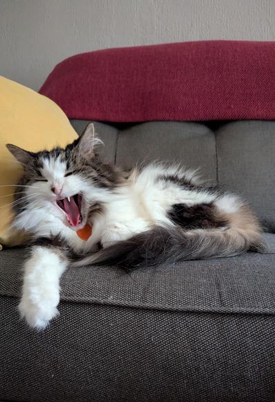 A long-haired white tabby, somewhat curled up on a gray couch. She is next to a yellow throw pillow, and on the back of the couch behind her is a red throw blanket. I accidentally caught her mid-yawn, so it looks like she's roaring fiercely.