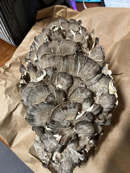 foraged mushroom laying on a paper bag. Hen of the woods.