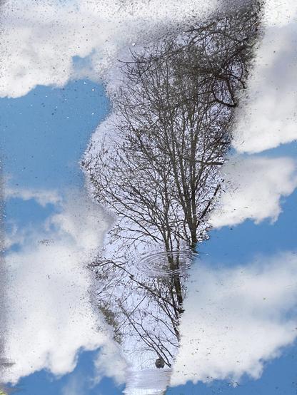 A reflection in a puddle shows a bare tree and blue sky with scattered clouds, creating an abstract and serene landscape.
Die Spiegelung in einer Pfütze zeigt einen kahlen Baum und einen blauen Himmel mit vereinzelten Wolken und schafft so eine abstrakte und friedliche Landschaft.