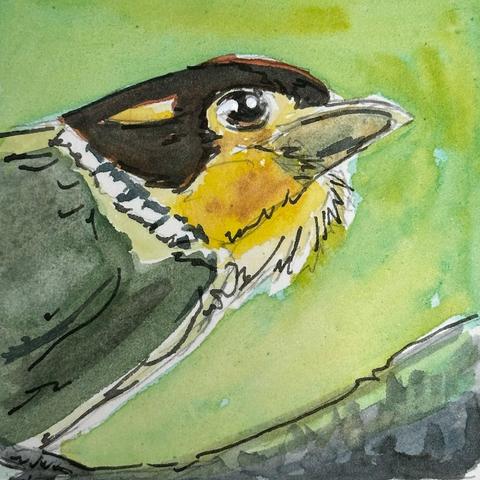 A very green composition save for the bird's yellow chin and black cowl.