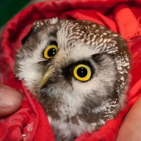 A Boreal Owl is pouched inside a red velvet draw-string bag. He looks about the size of a baseball and half the weight. He has black whiskery feathers around his honey-yellow beak like eyelash extensions that were glued in the wrong spot. There's ashy white plumage around his face, and white tear-drop flecks upon brown feathers radiating across his crown and sides. He stares up at the handler with yellow eyes, wide and surprised, with a look that backs the oft-said claim that "owls are cat software with bird hardware."