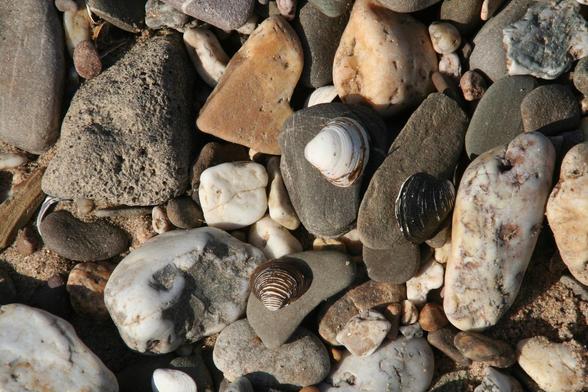 Foto im Querformat. Die Kamera blickt von oben auf bis zu faustgroße Steine in grau, weiß und rötlich, teilweise mit Einlagerungen, die auf feinem Sand liegen. Obenauf liegen drei kleine Muscheln.