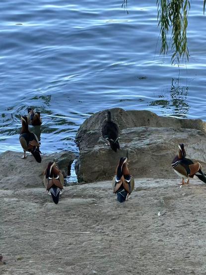 Rippling blue water and mandarin ducks in a 1 - 2 - 3 formation. Half way down the image, 1 is in the water. Further down are 2 on the rocks facing the water. Last group is 3, on the ground in front of the rocks.