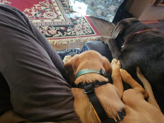I'm sitting on a leather couch with Fergus the golden puppy snuggled up and squeezed between me and Seamus the chocolate lab.