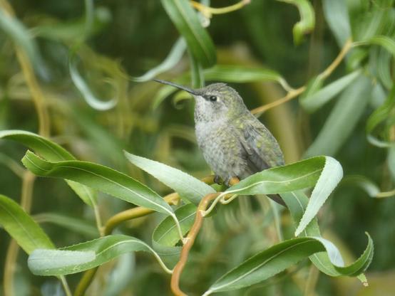 Photo zoomed in on an array of curving, olive-gold willow branches and their curled, ribbon-like pale green leaves like artful brushstrokes and squiggles in the overcast light of early morning. Sitting in left-facing profile on one of the curlicues of willow is  very small, grey hummingbird with a tiny glittering of iridescent, emerald green scales on eir crown, back, and wings, like a little creature who is part fairy and part dragon. The little bird (an "Anna's" hummingbird in the more understated female/youngster colorway) is looking up and out over the thin needle of eir bill, eir eye an intense and intelligent ebony bead.
