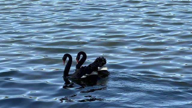 2 black swans with some white feathers in the middle on rippling blue lake water.  Their heard are in classic curled head pose.