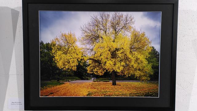 Picture of a picture of a tree in yellow autumn colors.