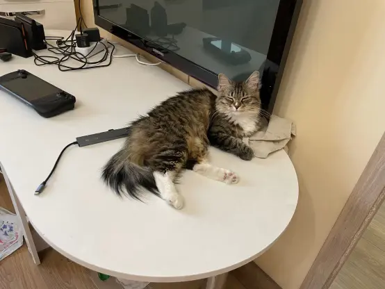 Nova flopped on a table next to a tv, with close eyes, she looks, and probably is very eepy