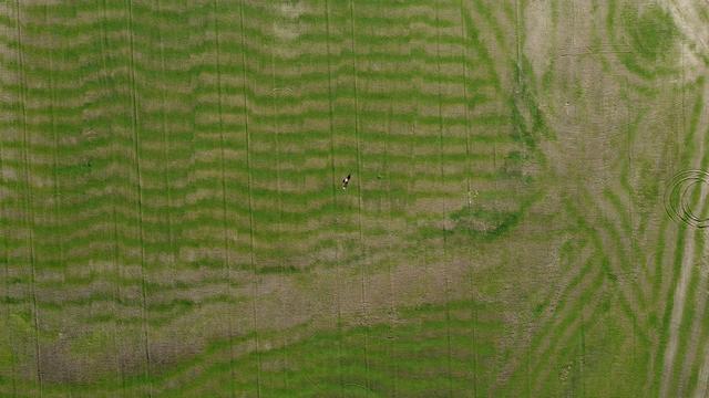 A clear field with mixed, wavy patterns and one tint person, as viewed from far above.