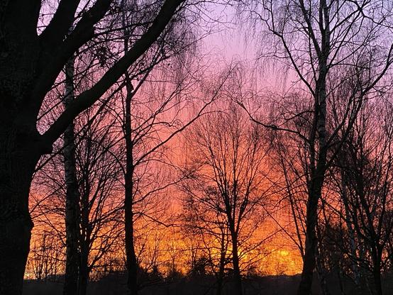 Morgenrot vor kahlen Bäumen