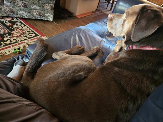 Seamus the chocolate lab is snuggled up beside me on the couch. His hip and back are pressed into my side, and his big blocky head is angled to catch the sunbeam coming in the window; he shines and sparkles beautifully.