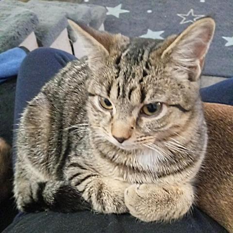 A small tabby kitten looking off to the left of the camera, ears at attention.