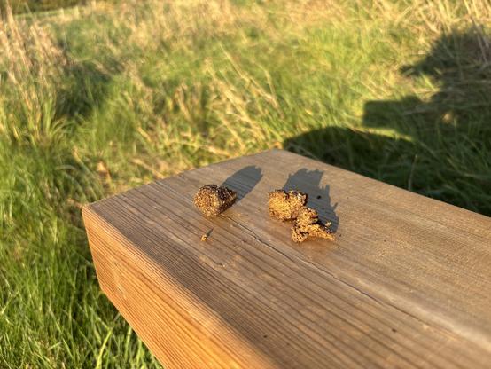 Small chunks of light brown scat larger than a Malteser but smaller than a cream egg.