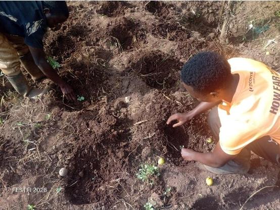 Young farmers from Fill the Empty Stomachs Farming Initiative transplanting cabbage seedlings from the nursery bed to the prepared garden.