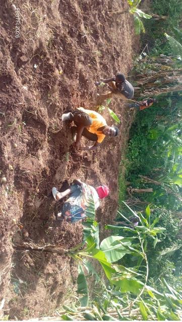 A pic of young volunteer farmers from Fill the Empty Stomachs Farming Initiative planting cabbage crops.