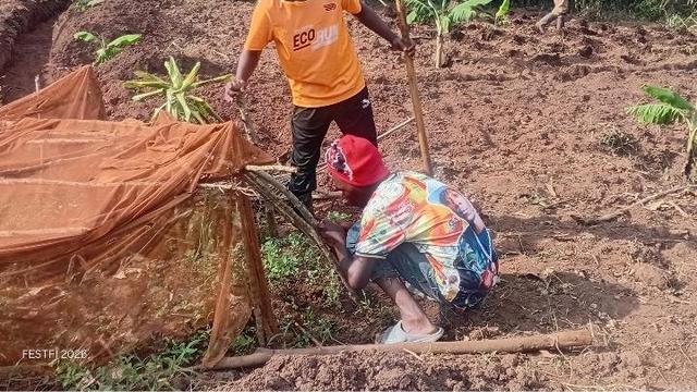 Removing the seedlings from the nursery bed to have them transplanted into the main garden.