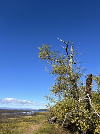 Willows along a beach, with clear blue sky in the background (and a few fluffy clouds along the horizon).