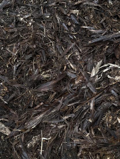 What the root ball looks like today, dark brown fibrous mulch. It covered about 6 square metres.