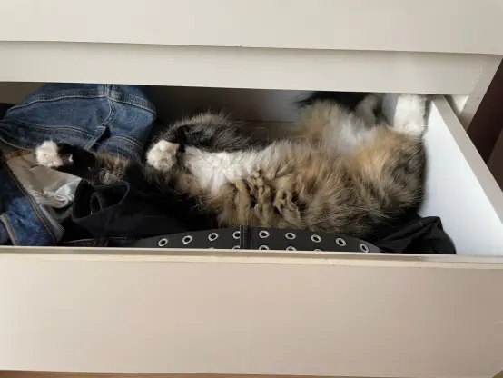 Nova is being a pile of floof in a clothes drawer, paws up and it's hard to tell what's even happening
