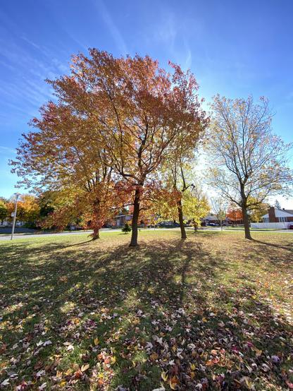 Maple trees in a grassy field, backlit by the sun, casting king shadows. There are lots of fallen leaves on the ground but still lots of colorful leaves in the branches. The sky is blue.