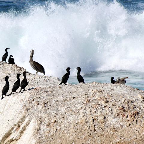A group of seabirds stands on a rocky shore as a large ocean wave crashes behind them.