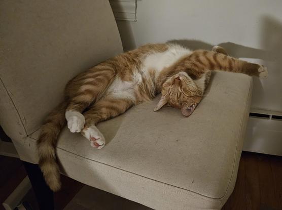 Ginger and white cat asleep with white feet stretched out and white tummy.