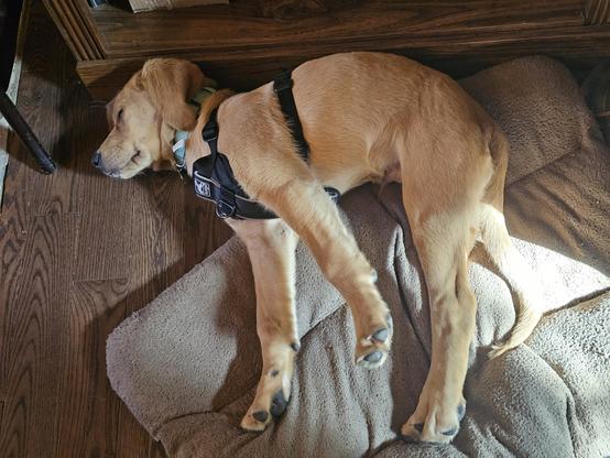Fergus the golden puppy is laid out on his side, partly on the dog bed, sleeping the sleep of the innocent. The sunbeam coming in the window falls on his tail and butt.