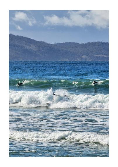 A portrait oriented photo of a three wetsuited surfers in a medium swell. The centre surfer has just fallen and is horizontal with their board, with their body mostly obscured by frothy surf apart from a black-booted foot. The two outer surfers are further back, catching the following wave and preparing to stand.