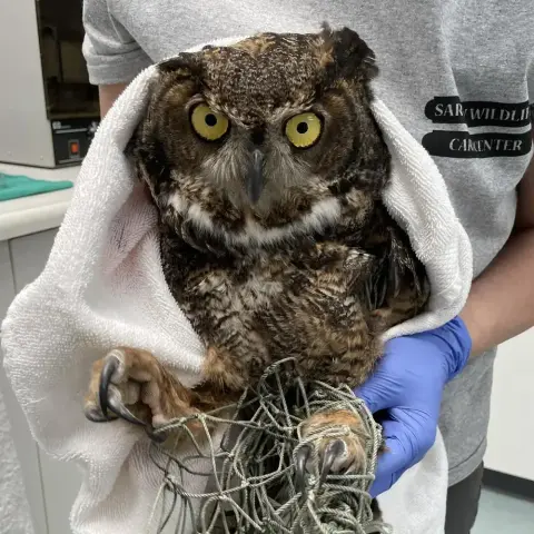 A Great Horned Owl with feet ensnared in a net is cloaked in a white towel and held by a Sarvey rehabber indoors. One plumicorn is flat, the other a little puffy, and both are tucked under the towel. The owl has girthy talons the size of door handles, not that you'd want to handle them. The rehabber wears a Sarvey-branded tee, and with one blurple-gloved hand holds the owl's leg; the other is unseen, presumably behind the towel and scooched under the owl's bum. The owl looks like she's been through a struggle, with narrow pupils like she's possessed and Tubular Bells is about to play. But we all know the spookiest thing here is Nets Left Out After Dark. Which segues to picture no.2, the 'before' shot . . .