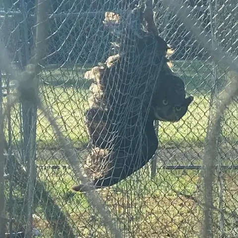 Prior to being rescued, a dark feathery shape is caught in the string mesh of a high school batting cage. The Great Horned Owl is silhouetted and backlit by early morning sun, legs high and wings low, and, despite being upside down, she's able to turn her head to camera with a level head. The pipe-frame cage has the classic diamond-shaped chain link on the outer walls and a similar shape for the inner string net, although with the wide depth of field it all kind of blends into one. The owl has an exasperated face and slightly drooped upper eyelids, as if to say "Well, well. Look who decided to show up."