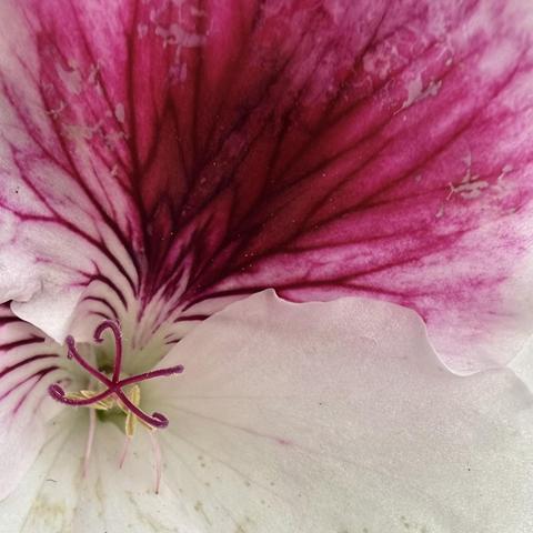 Extreme closeup of a geranium blossom with a large white petal in the bottom half and heavily veined weathered purple petals above. On the left side, five purple filaments emerge from the center of the flower, forming the shape of a star with curled ends.