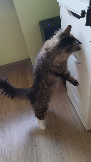 Nova is standing up and trying to paw at something in one of Luna's drawers through a handle hole, as well as sniffing it. Eventually she extracts a piece of floof.