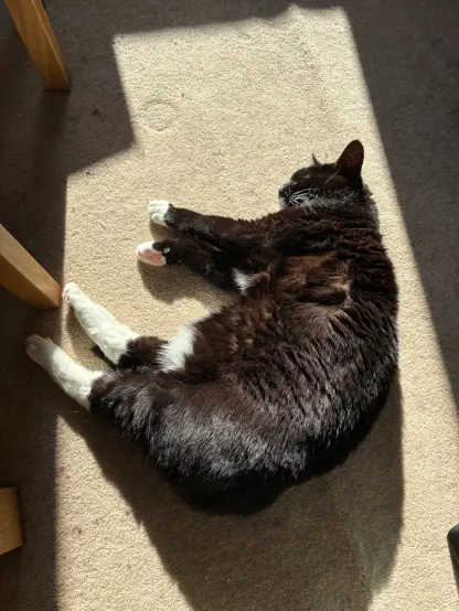 nia flopped in a sunbeam to photosynthesise