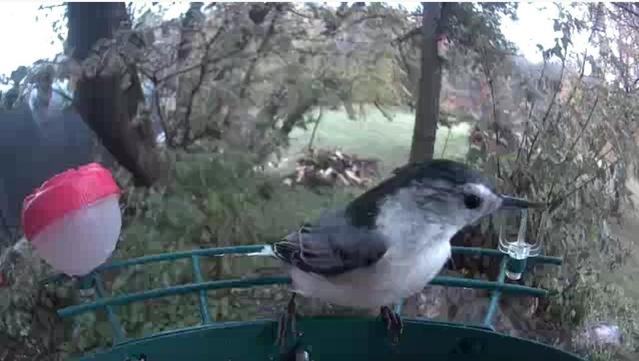 A white breasted nuthatch perches at the feeder cam, side-on so we get a good look at th3ir facial markings. They're a small bird with a white breast (hence the name), black-grey wings and back, and the black.back runs up to a cap on its head.