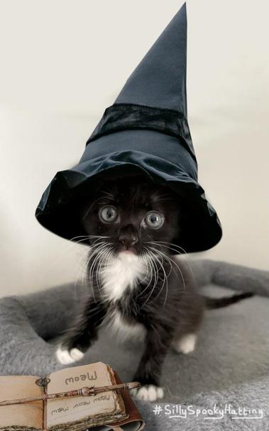 Original alt txt: Lucy, a small tuxedo kitten with wild white whiskers
My addition: Lucy is now wearing a tall black witches hat, and in front of her is an aged open spell book with a wand on top of it. The book is open and has "meow" written inside numerous times.