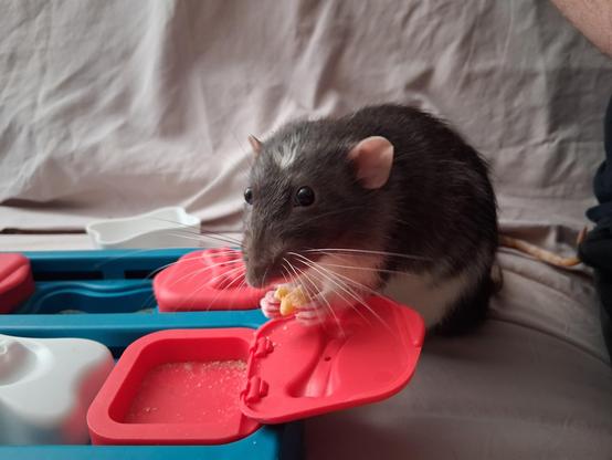 Cute pet rat sitting by his treat puzzle, munching on a tidbit. His fur is very neat and his whiskers meticulously arranged.