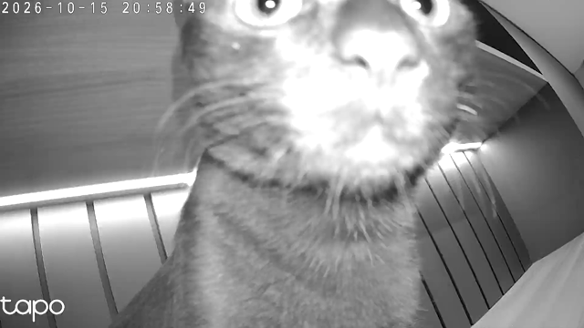 Security camera footage shows Morceguinho, then Panterinha on a shelf in my spouse’s office. Morceguinho responds calmly to the camera getting closer to him, sniffing it; Panterinha briefly sniffs it and then jumps over Morceguinho. The footage than pans to my spouse’s hand fixing the camera angle.