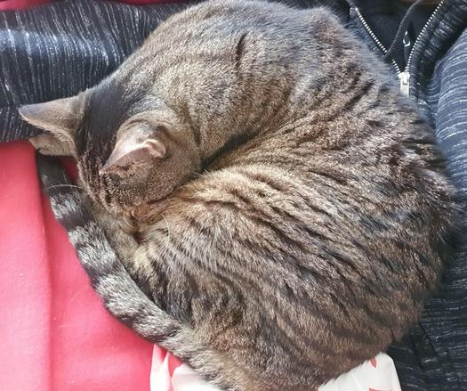 Chat tigré très mignon roulée en boule contre le torse d'une personne en hoodie sombre.