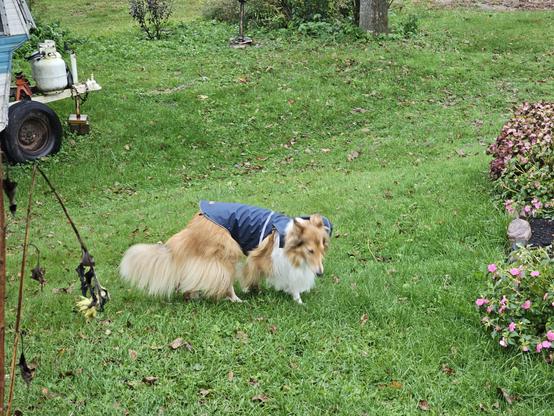 Boomer the collie pads across bright green wet grass, wearing her blue raincoat. The coat is quite slim, really highlights how much of Boomer is dog versus how much is floof. 

The neck Velcro has burst open, overwhelmed by the volume of neck floof.