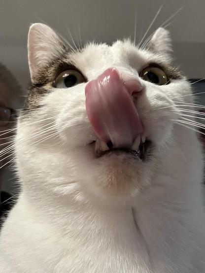 Close up of white cat, staring into your soul, licking his nose much better than you could… Lick your nose, that is, you could probably lick his quite well, if… if you wanted to…