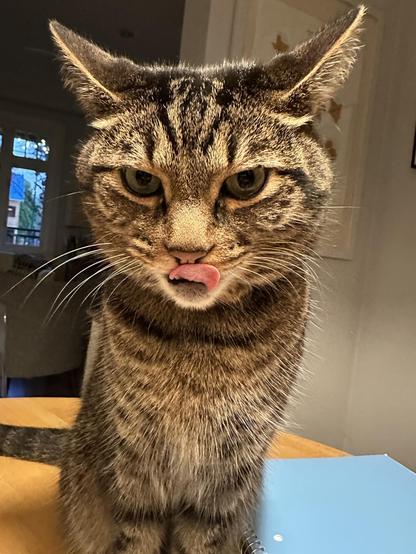 Close up of a brown cat, giving it his all