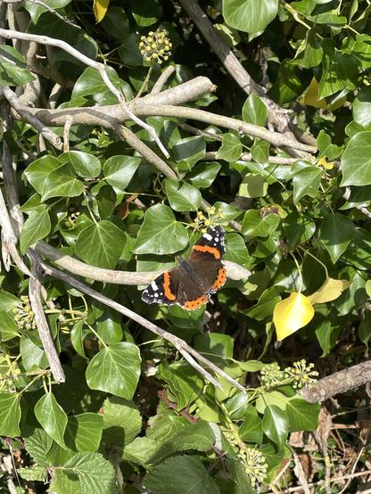 A red admiral butterfly sunning itself on ivy