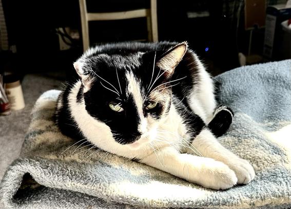 Hunter, a tuxedo cat, wondering why I have to photograph him. Again.