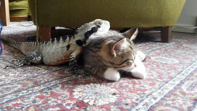 A large male Australian water dragon (a grey and black striped lizard with a rust-red belly) rests his head on the back of a tabby housecat. Both animals look relaxed and comfortable.